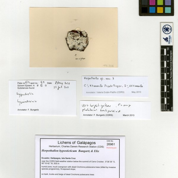 Herpothallon hyposticticum Bungartz & Elix