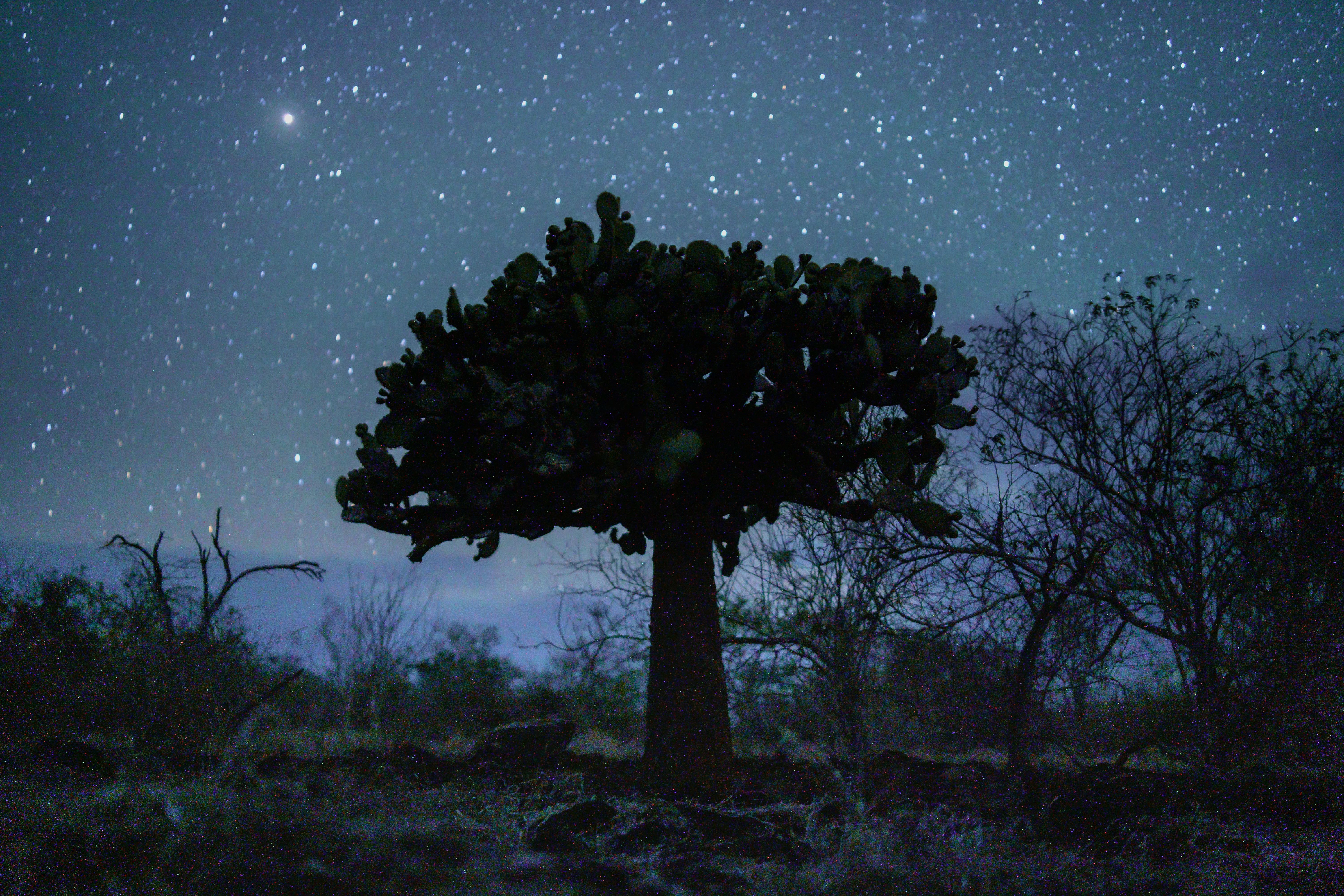 opuntia night