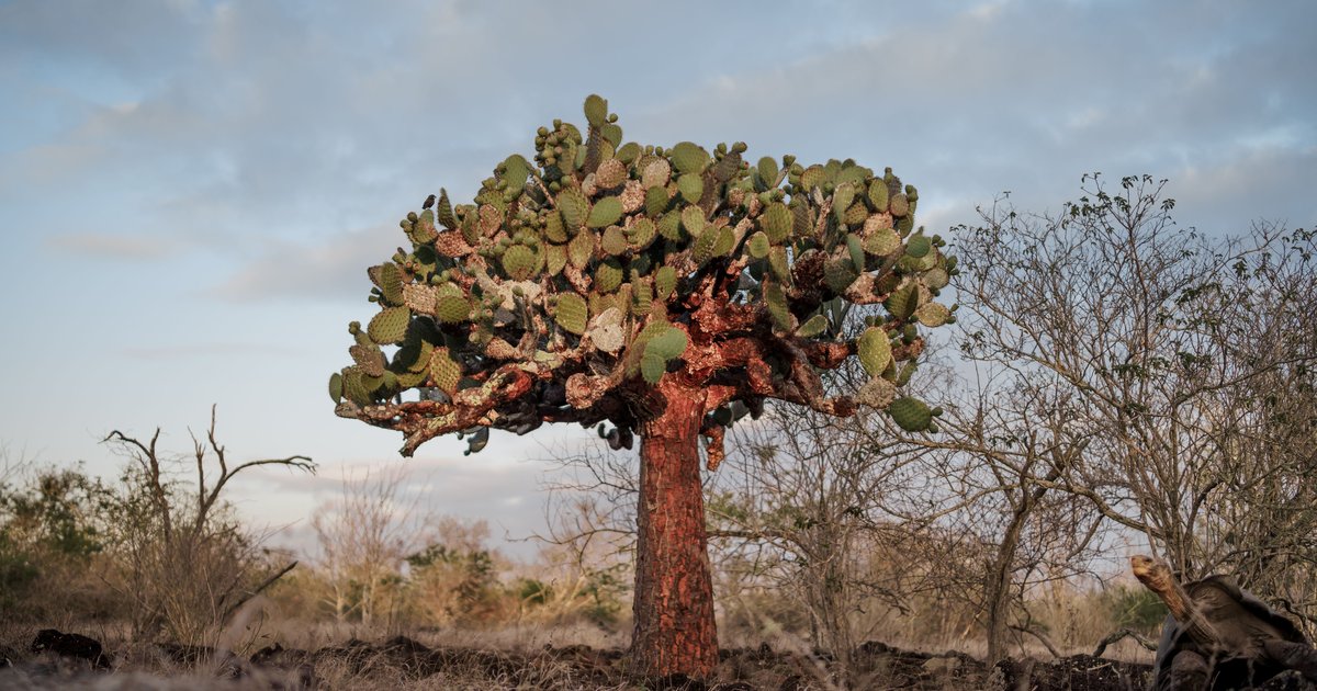 Adopt a Galapagos Prickly Pear - Charles Darwin Foundation