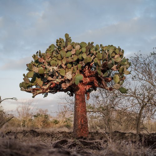 opuntia Española day