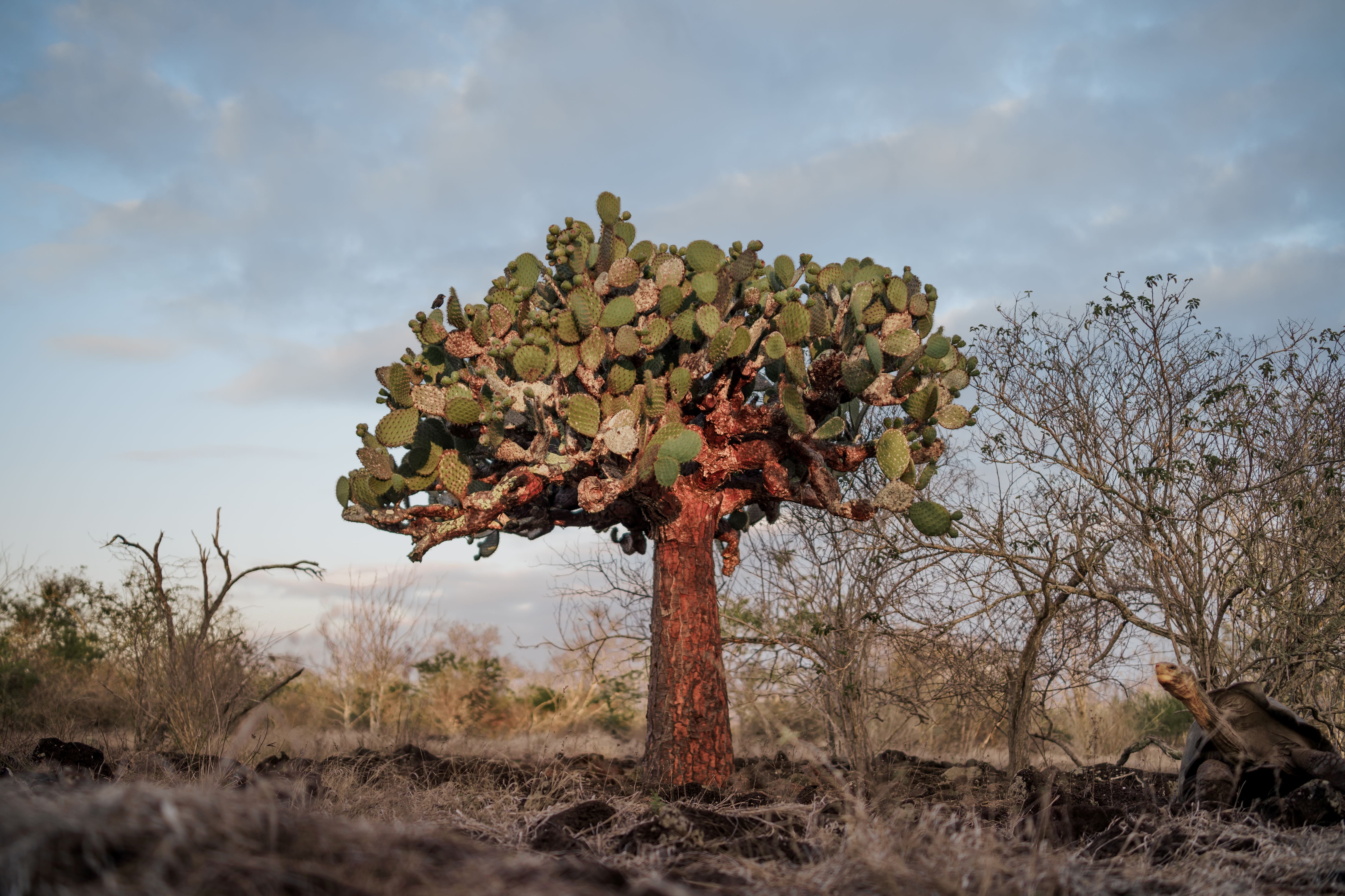 opuntia Española day