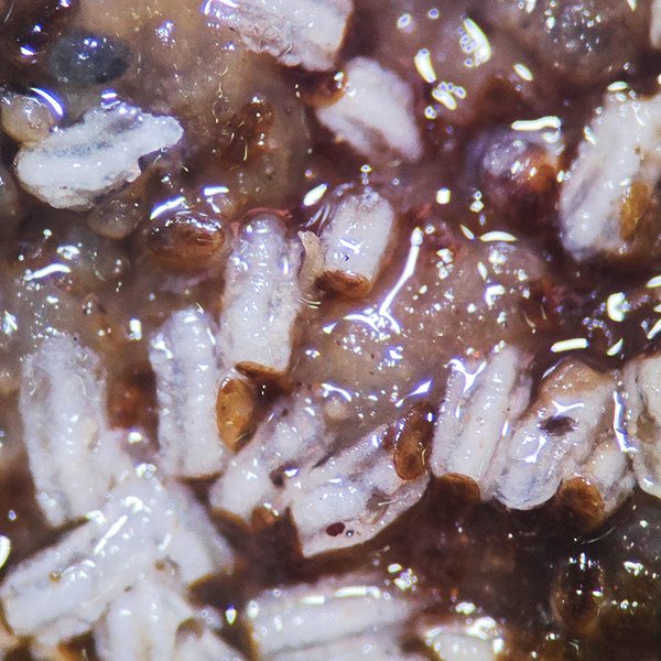 Unaspis citri (Comstock, 1883)