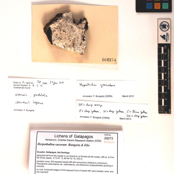 Herpothallon saxorum Bungartz & Elix