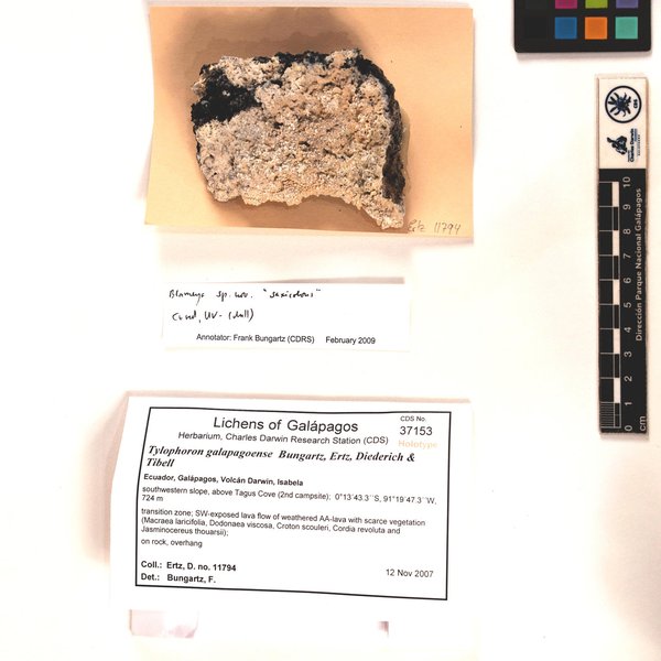 Tylophoron galapagoense Bungartz, Ertz, Diederich & Tibell