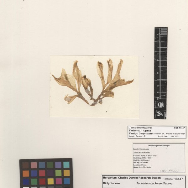 Taonia lennebackerae Farlow ex J. Agardh