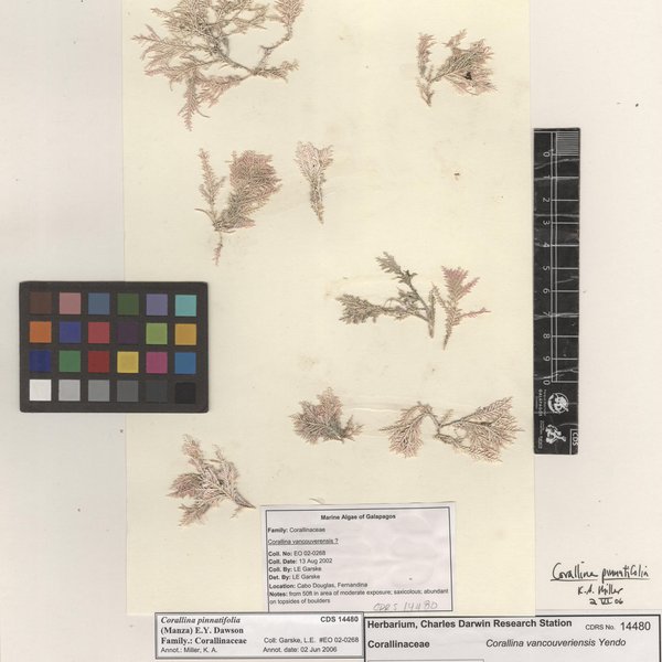 Corallina pinnatifolia (Manza) E.Y. Dawson