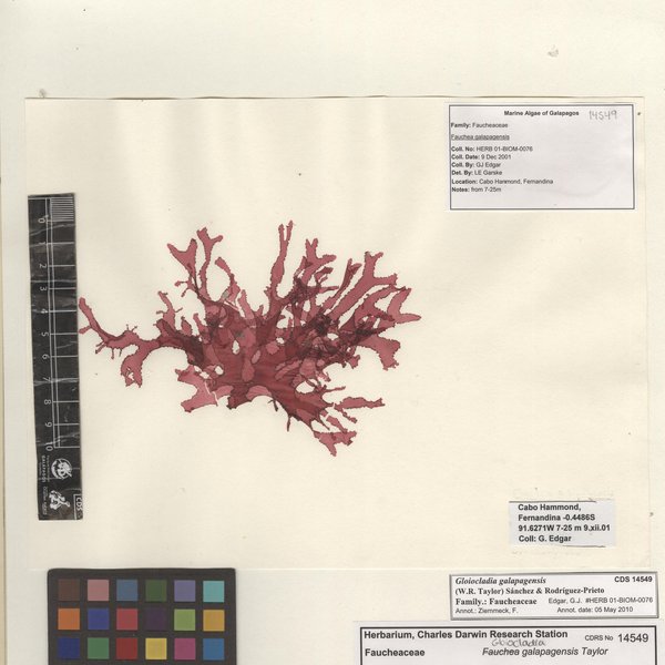 Gloiocladia galapagensis (W.R. Taylor) Sánchez & Rodríguez-Prieto