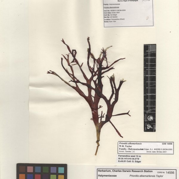 Prionitis albemarlensis W.R. Taylor