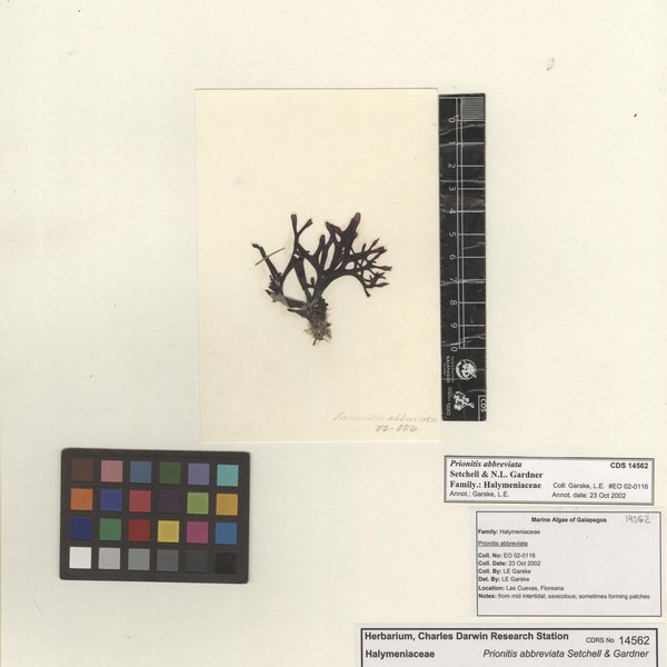 Prionitis abbreviata Setchell & N.L. Gardner