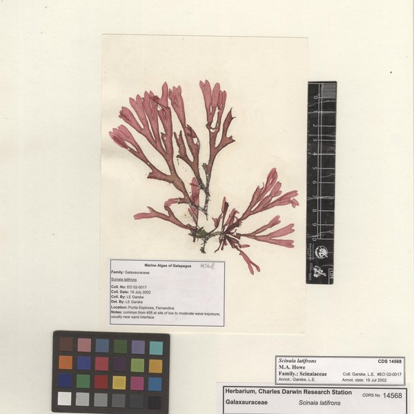 Scinaia latifrons M.A. Howe