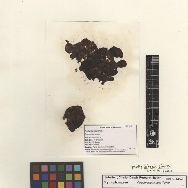 Colpomenia ramosa W.R.Taylor