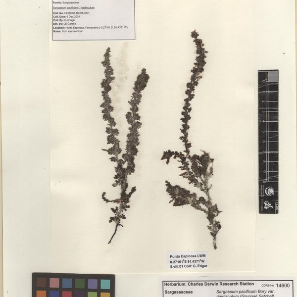 Sargassum pacificum f. rigidiusculum (Grunow) Setchell