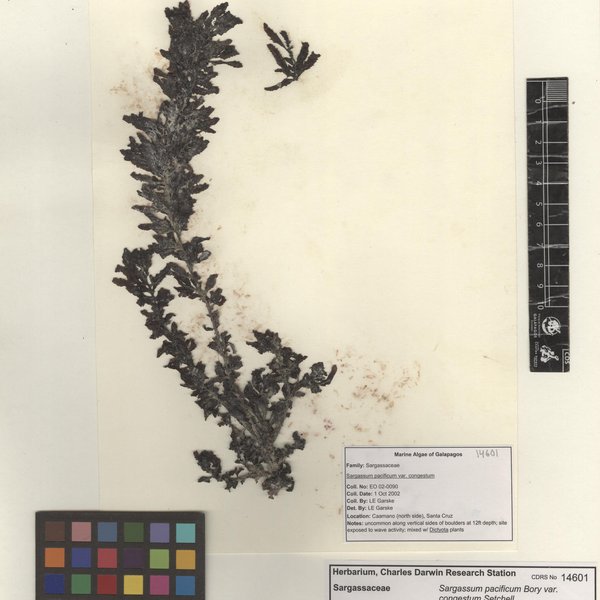 Sargassum pacificum f. congestum Setchell