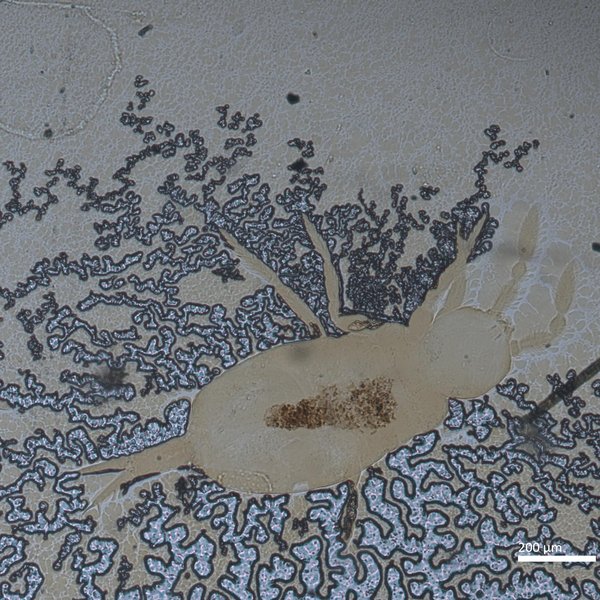 Cyphoderus innominatus Mills, 1938