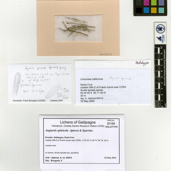 Angiactis spinicola Aptroot & Sparrius