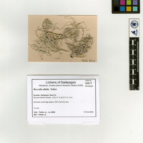 Roccella albida Tehler