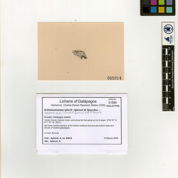 Vigneronia spieri (Aptroot & Sparrius) Ertz & Bungartz