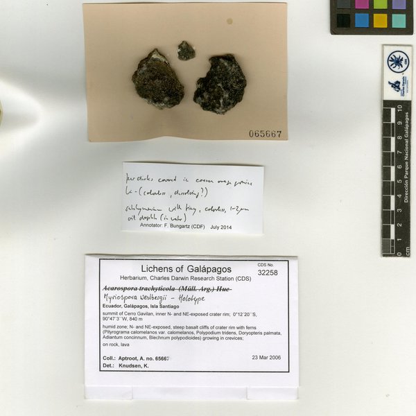 Myriospora westbergii K. Knudsen & Bungartz