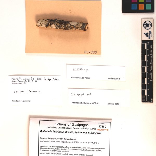 Bulbothrix bulbillosa Benatti, Spielmann & Bungartz