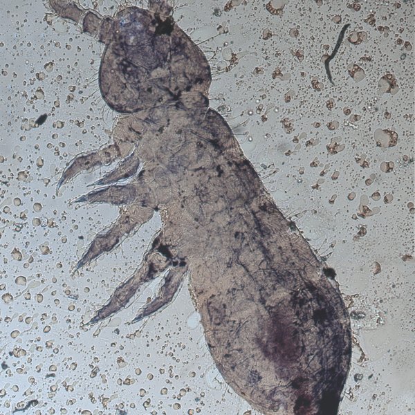 Anurida maritima (Guérin-Méneville, 1836)