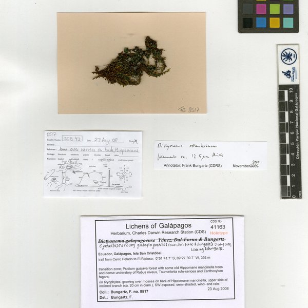 Cyphellostereum galapagoense (Yánez, Dal Forno & Bungartz) Dal-Forno, Lücking & Bungartz