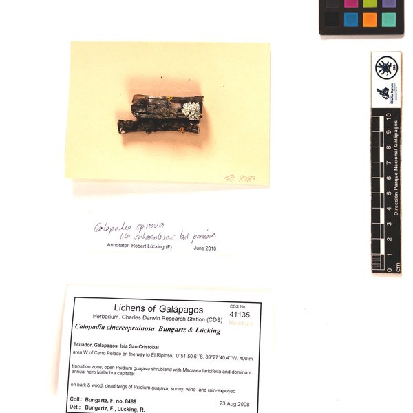 Calopadia cinereopruinosa Bungartz & Lücking