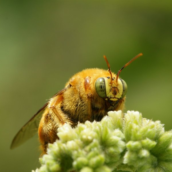 Xylocopa darwini (Cockerell, 1926)