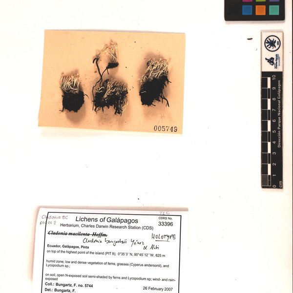 Cladonia bungartzii Yánez-Ayabaca & Ahti