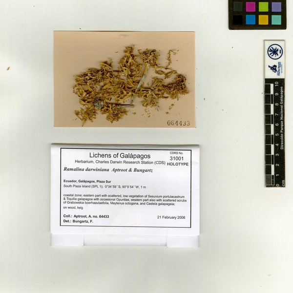 Ramalina darwiniana var. darwiniana Aptroot & Bungartz