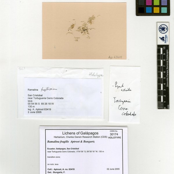 Ramalina fragilis Aptroot & Bungartz