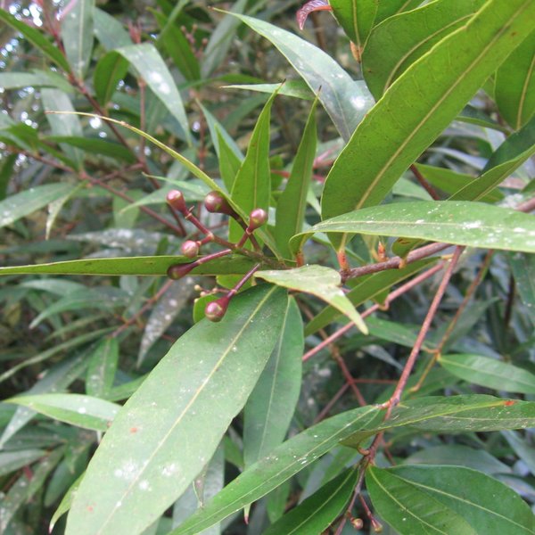 Syzygium jambos (L.) Alston