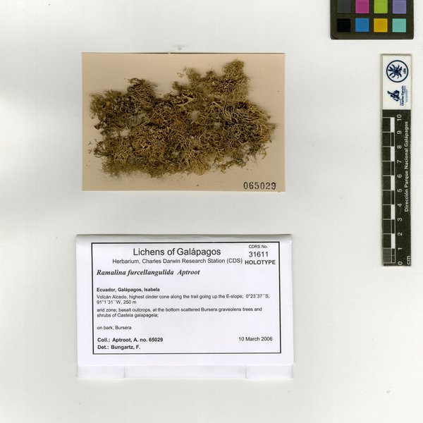 Ramalina furcellangulida Aptroot