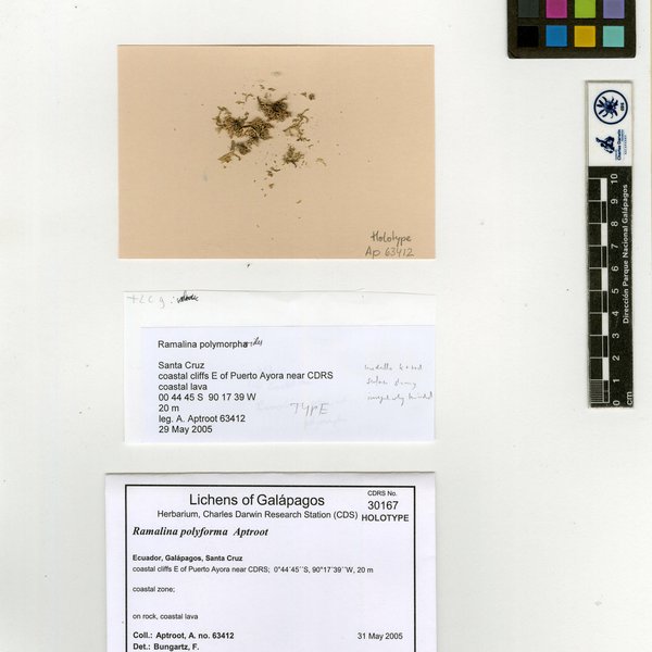 Ramalina polyforma Aptroot
