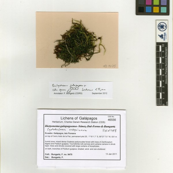 Cyphellostereum unoquinoum Dal-Forno, Bungartz & Lücking