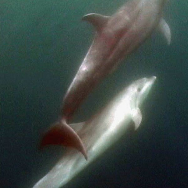 Tursiops truncatus (Montagu, 1821)