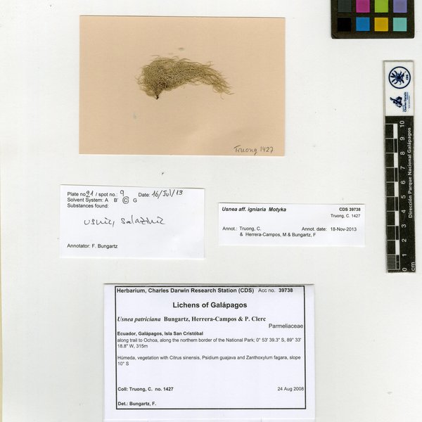 Usnea patriciana Bungartz, Herrera-Campos & P. Clerc