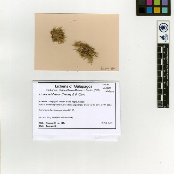 Usnea subdasaea Truong & P. Clerc