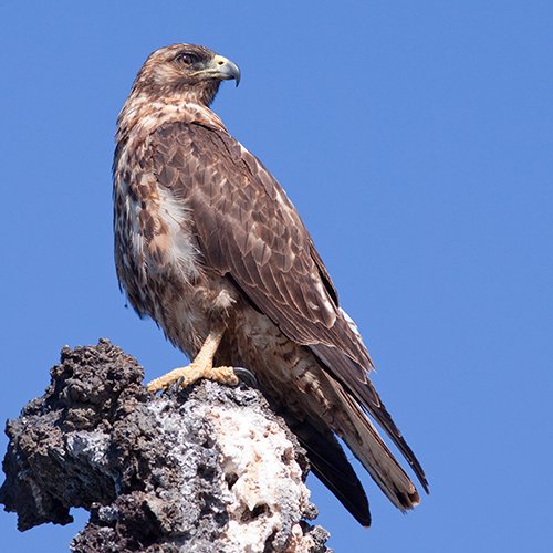 Buteo galapagoensis (Gould, 1837)