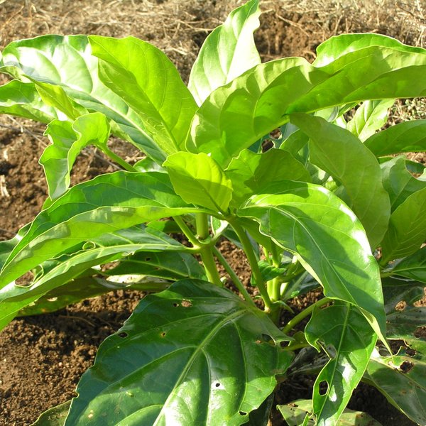 Morinda citrifolia L.