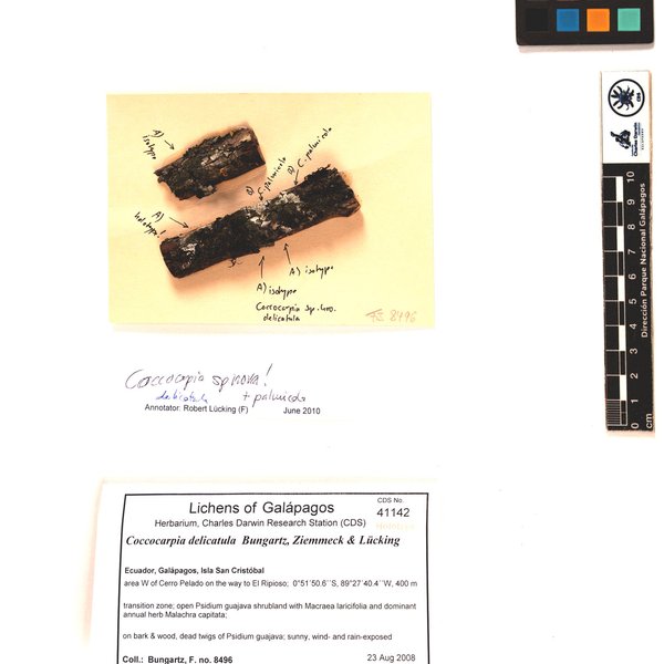 Coccocarpia delicatula Bungartz, Ziemmeck & Lücking
