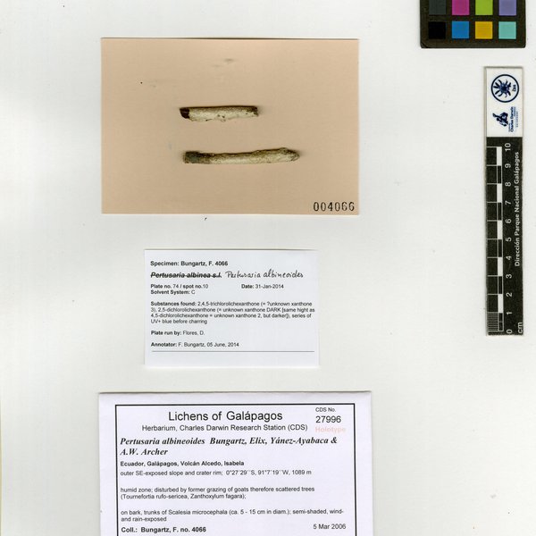 Pertusaria albineoides Bungartz, Elix, Yánez-Ayabaca & A.W. Archer