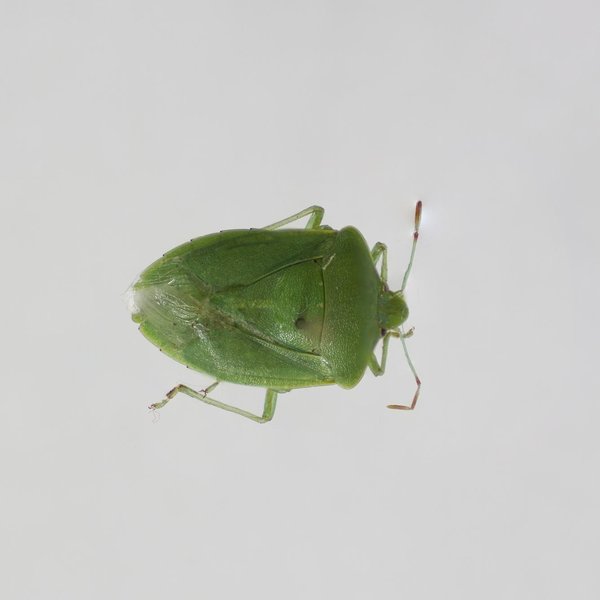 Nezara viridula (Linnaeus, 1758)