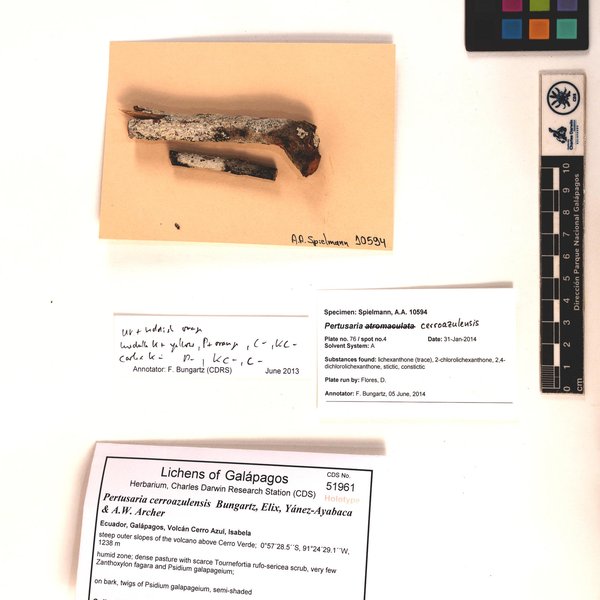 Pertusaria cerroazulensis Bungartz, Elix, Yánez-Ayabaca & A.W. Archer