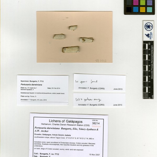 Pertusaria darwiniana Bungartz, Elix, Yánez-Ayabaca & A.W. Archer