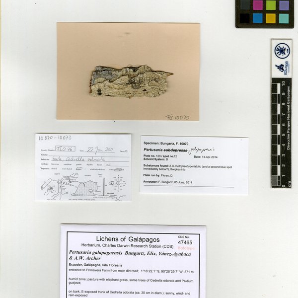 Pertusaria galapagoensis Bungartz, Elix, Yánez-Ayabaca & A.W. Archer
