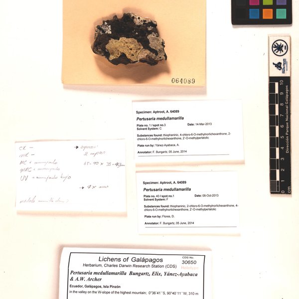 Pertusaria medullamarilla Bungartz, Elix, Yánez-Ayabaca & A.W. Archer