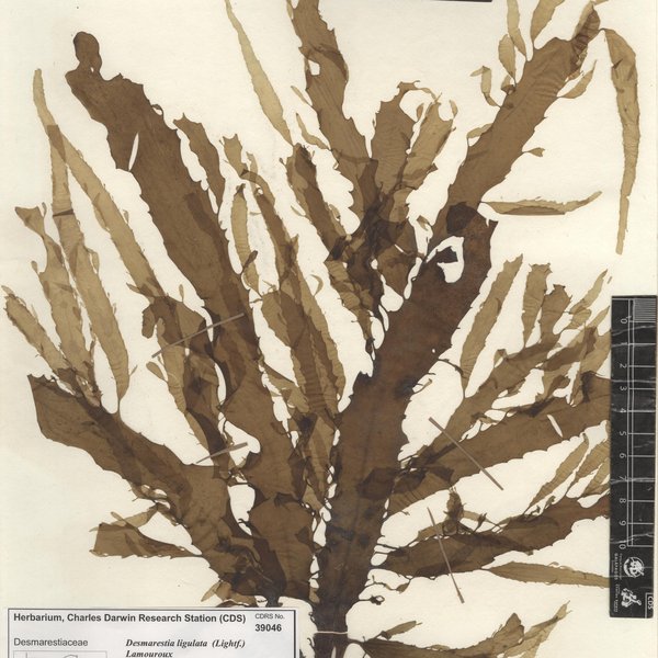 Desmarestia ligulata Setchell & N.L. Gardner