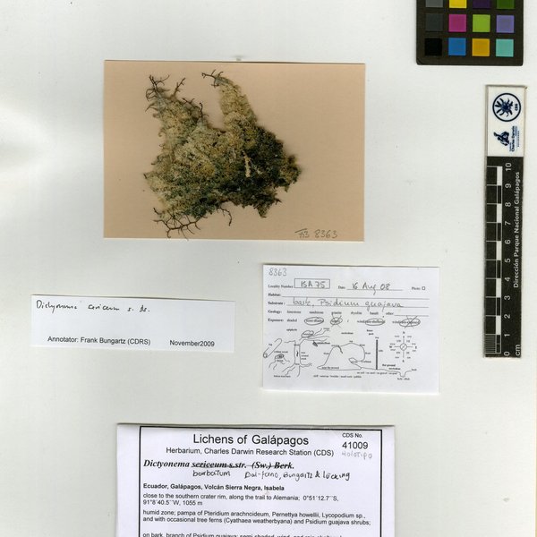 Dictyonema barbatum Dal-Forno, Bungartz & Lücking