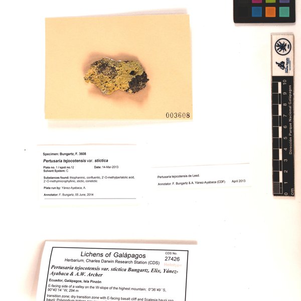 Pertusaria tejocotensis var. stictica Bungartz, Elix, Yánez-Ayabaca & A.W. Archer