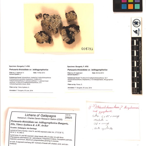 Pertusaria thioisidiata var. isidiogyrophorica Bungartz, Elix, Yánez-Ayabaca & A.W. Archer